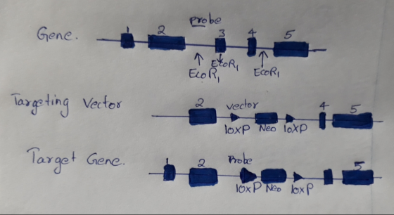 Gene. 2 Probe 2 Targeting Vector vector loxp Neo loxp Target Gene. Probe 10x P Neo loxp