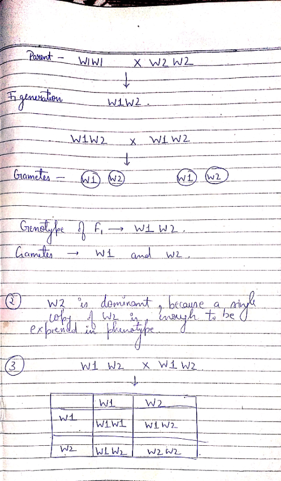 e Parent - WIWIX W2 W2 I generation W1 W2 WIW2X WI W2 Gametes - WD W2 WL (W2) I Genotype of fi W1 W2. Cametes - Wl and w2. @