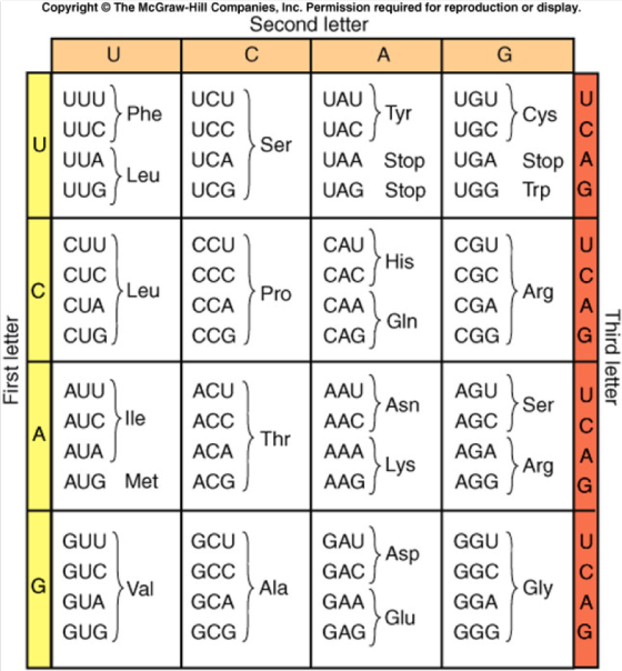 Copyright © The McGraw-Hill Companies, Inc. Permission required for reproduction or display. Second letter UUU pne UCU UAU UA