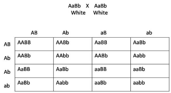 AaBb X AaBb White White AB AB AABB Ab AABb Ab AaBIB AaBb Ab AABb AAbb AaBb Aabb AaBB AABb aaBB aaBb AaBb Aabb aaBb aabb