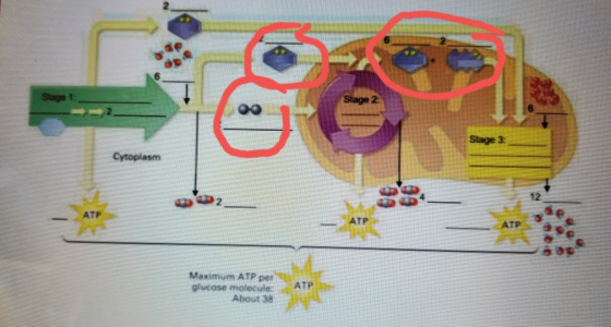 Stage 1 Stage 3: Cytoplasm Maximum ATP per glucose molecule About 38