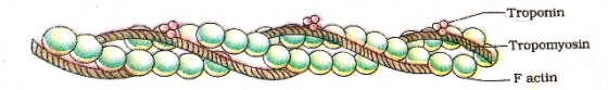 Troponin Tropomyosin F actin