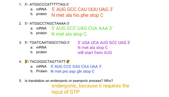 1. 5- ATGGCCCATTTTTAG-3 a. mRNA 5 AUG GCC CAU UUU UAG 3 b. protein N met ala his phe stop C 2. 5- ATGGCCTAGCTAAAA-3 a. m