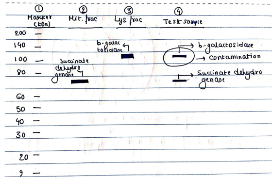 - - - - - - - - Ő Marker - (Ера) Mit. Irac Lys frac Test sample 200 140 b-galac a tosidan 1 Succinate * b-galactosidase conta