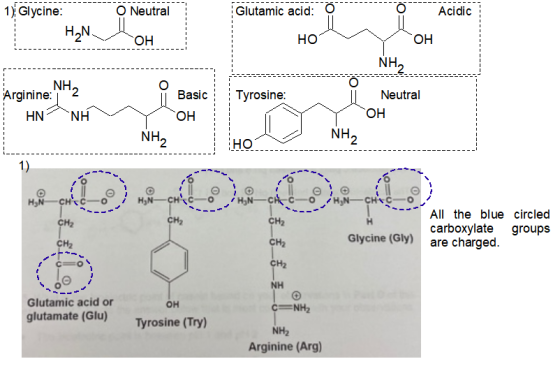 1 Glycine: H2N. O Neutral Glutamic acid: Acidic ОН но OH NH2 O Arginine:N2 NH Tyrosine: Basic Neutral ОН HN OH NH2 NH2 но 1)