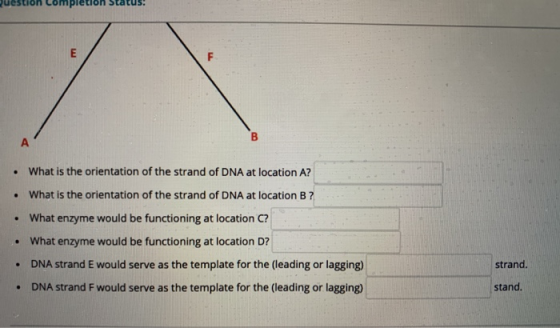 E F B А . What is the orientation of the strand of DNA at location A? . What is the orientation of the strand of DNA at locat