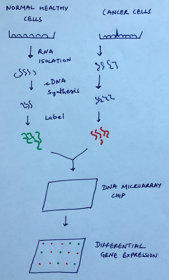 NORMAL HEALTHY CELLS (ANCER CELLS indran Loonnent IRNA ISOLATION { { (5ی cDNA synthesis Į Label Label DNA MILLO ARRAY CHIP DI
