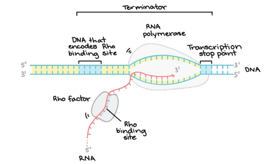 Terminotor RNA polymerase DNA that encodes Rho bindina site Tronscription stop point 5 3 3 ONA S Rho foctor Rho bindina si