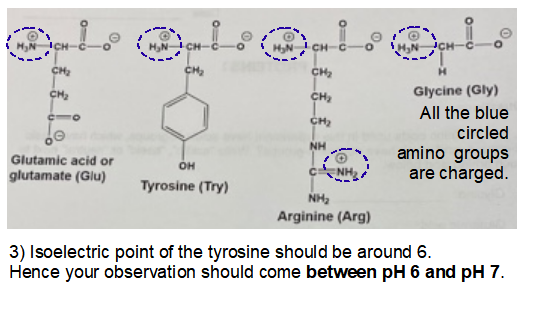M,N ICH H3N- сн НN- CH- CH-C сH, сн, CH2 Glycine (Gly) снH сн All the blue сH> circled NH amino groups are charged. Glutamic