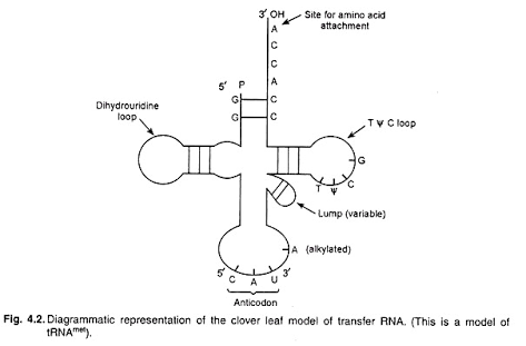 3OH Site for amino acic attachment 5 P A Dİhydrouridine loop Tv Cloop Lump (variable) A (alkylated Anticodon Fig. 4.2. Diagr