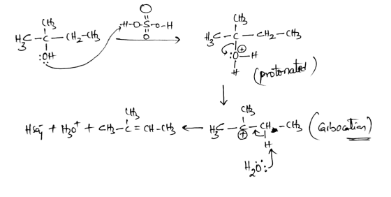 att ང་ཆུབ་མ, yས་ Hc-c-cd-ck - H₂c-c-CH₂-CH3 :o+ . (protonated ) CK Hsay + hot telt-C=CH-CH3 & Hea thclts (Gibocation)