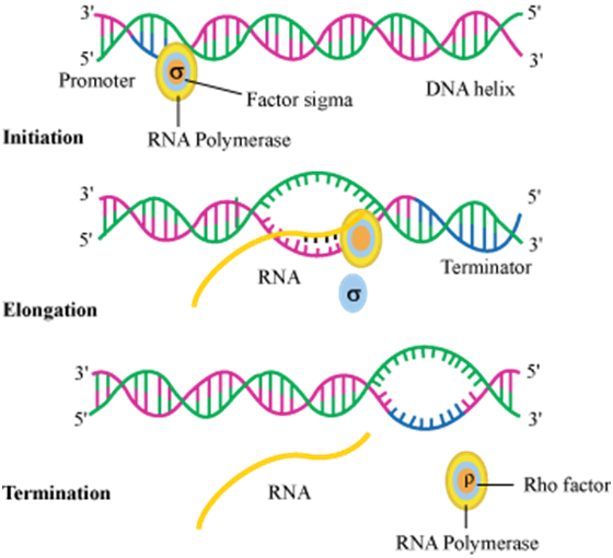 3 5 3 Promoter DNA helix Factor sigma Initiation RNA Polymerase 3 5 5 3 Terminator RNA Elongation 3 5 3 pRho factor