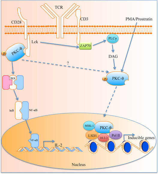 TCR CD3 PMA Prostratin CD28 PLCY Lek . ZAP70 РКС-0 DAG PKC- NF-KB MSK-1 PKC-0 LSD1 14-3-3 Inducible genes IL-2 Nucleus