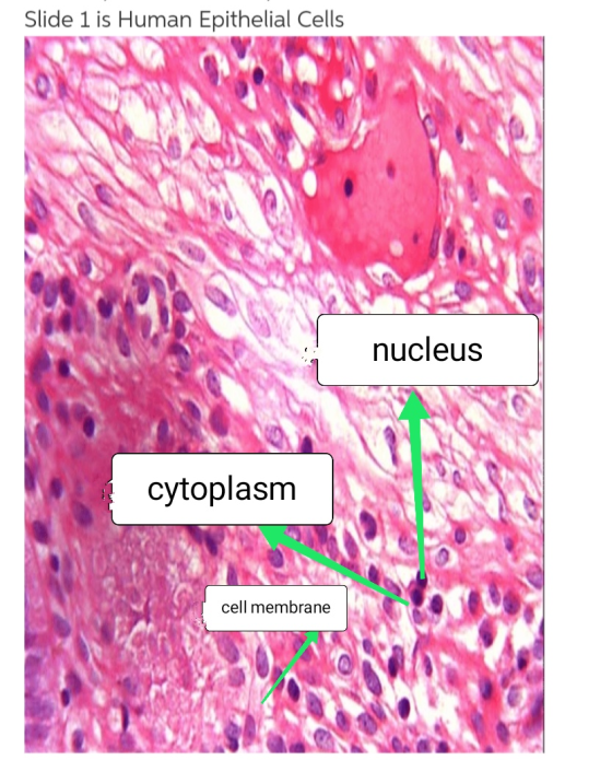 Slide 1 is Human Epithelial Cells nucleus cytoplasm cell membrane