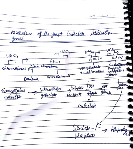 DATELL Oleerviene genes of the yeart Galactose utilization UASG -UPSE UAS UAS S UASA र O GA17 GALI chromosome GAL2 Chrono le
