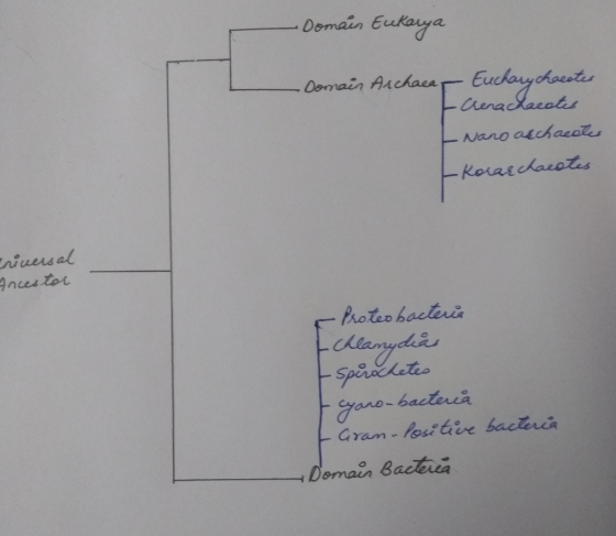 -Domain Eukarya Domain Archaea Euchary chacotes Crenachacates - Nano archaeates -Korar chacates Eriversal Incestor & Protes b