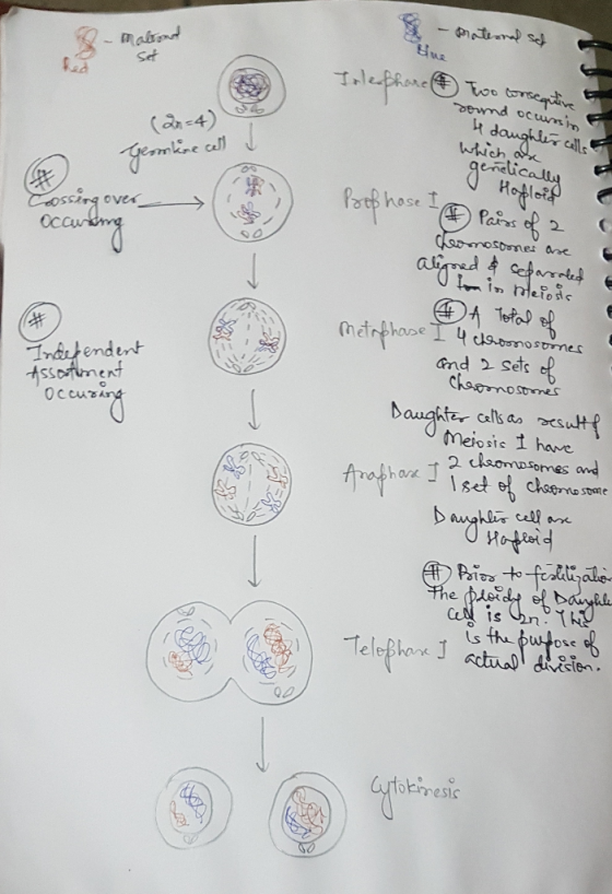 mabond set Inlephone Two consequtive to (2n=4) sound occurssin I daughter cells / Germline call which are gerelically # I Hop