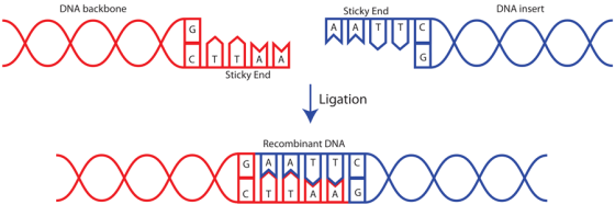 DNA backbone Sticky End DNA insert G DÕO Plage SAUVEDO CO Sticky End Ligation Recombinant DNA XXHENHEVOS