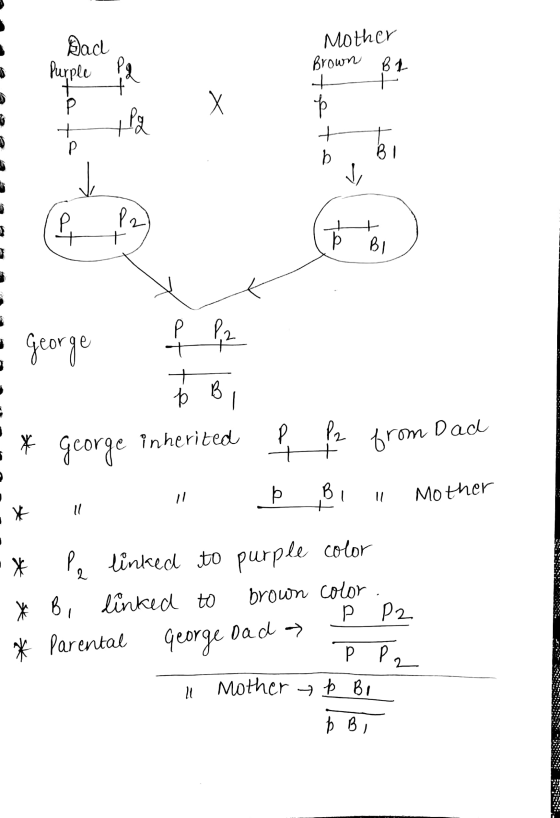 Dad Purple Mother Brown BL Pa 1 4 tai tt р - George e pa À BI • * George inherited f f from Dad * þ BI Mother - * Pe linked