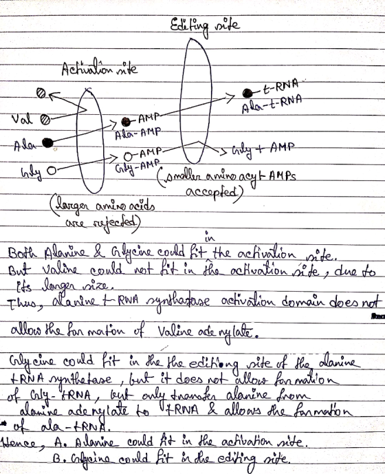 Aehualon te t-RNA Alat-RNA Val AMP AaAMP O-AMP -AMP tAMP O acsapled) (Largon amino acids _nujesks) Botk Alanine& ayene could