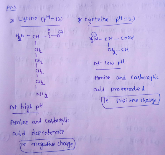 Ans & Lysine (pH_12) u & cysteine pH=2) AN-CHi - CH - Cook I_F_F_5_F Cot-SH low pH At Amine auid (Te and carboxylic protonate