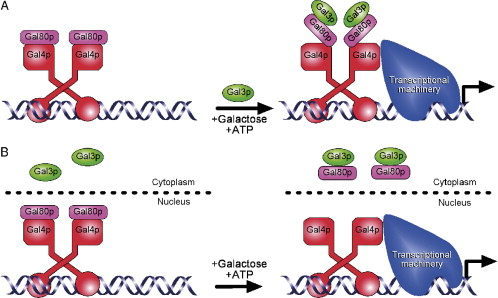 Gal80p GalBop Gal80p Gal4p Gal4p Gal4p Gal4p Transceptional machinery Galap +Galactose +ATP Gal3p Gai 3 Gal80p Gal3p Gal 30p