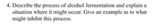 4. Describe the process of alcohol fermentation and explain a situation where it might occur. Give an example as to what migh