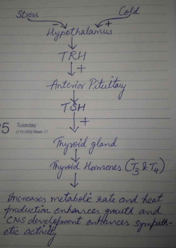 Styess Cold TRH キ Tuesday (115-250) Week 17 Thsperd gland and heat CNS der ces s