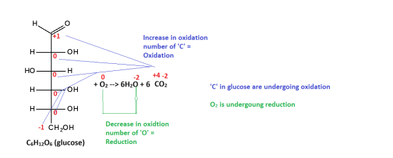 I Increase in oxidation number of C = Oxidation I -2 +4 -2 + O2 --> 6H2O + 6 CO2 C in glucose are undergoing oxidation I
