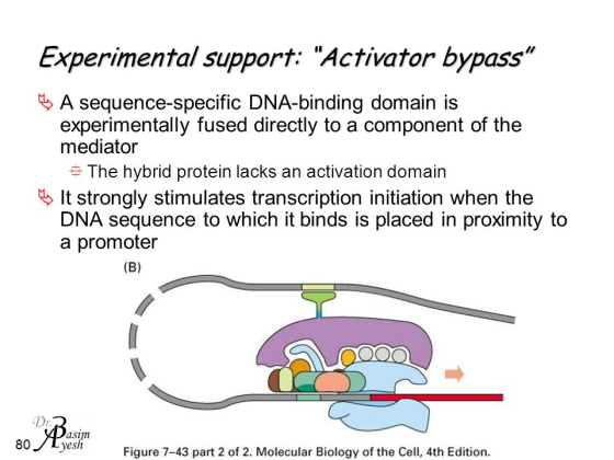 Experimental support: Activator bypass My A sequence-specific DNA-binding domain is experimentally fused directly to a comp