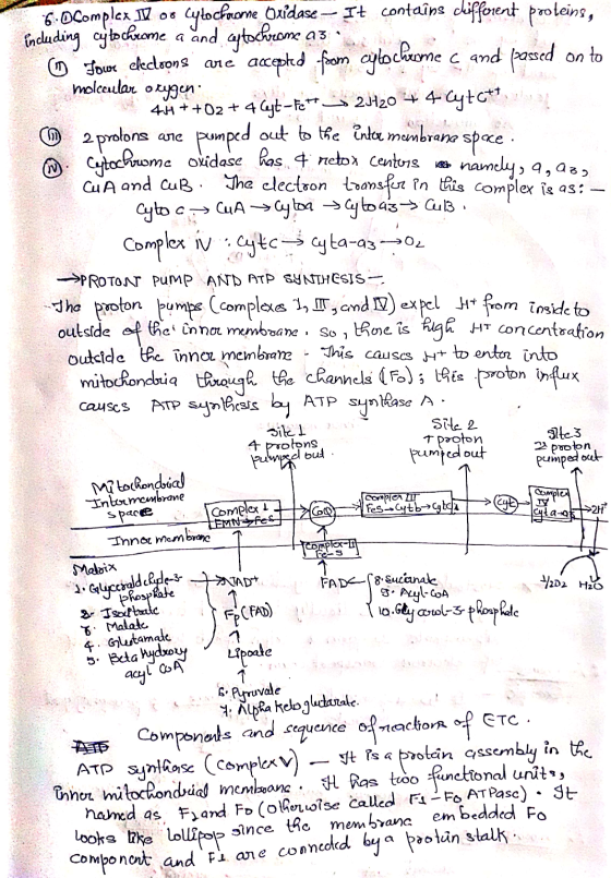 a 3 molecular oxygen are r causes 6.Ocomplex 12.oo Cytocheme Oridase – It contaîne chifforent proteins, including cytochrome