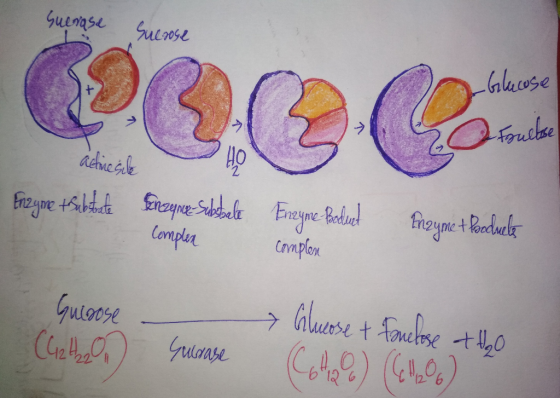 Guerase Suerose Glucose Soullase actriesite Enzyme tsubstrate ferezeyne-subsbale complen Enzyme Boduct complon ball Enzyme +
