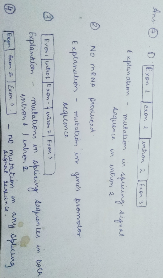 Ans. O Exont lexon a intron 2 Exon 3 Explanation - mutation sequence in spricing intron a. signal in ③ 2 No mRNA produced Exp
