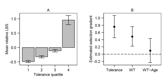 Mean relative LBS Estimated selection gradient -0.5 - SE 4 Tolerance WT WT-Age 1 3 Tolerance quartile
