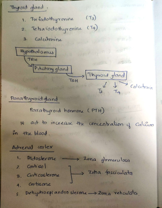 Thyroid gland: 1. Triiodothyronine (73) 2. Tekalodothyronine (14) Calcitonine 3 Hypothalamus TRH Pituitary gland TSH Thyroid