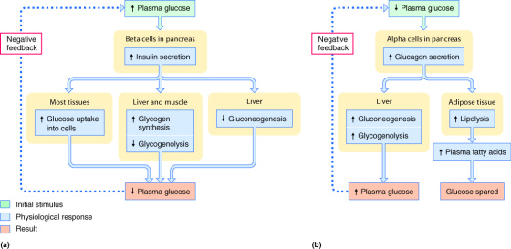 † Plasma glucose Plasma glucose Beta cells in pancreas Alpha cells in pancreas Negative feedback Negative feedback 1 Insulin