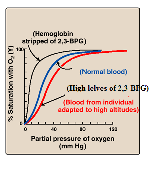 (Hemoglobin stripped of 2,3-BPG) 100г (Normal blood) (High lelves of 2,3-BFG) (Blood from individual adapted to high altitude