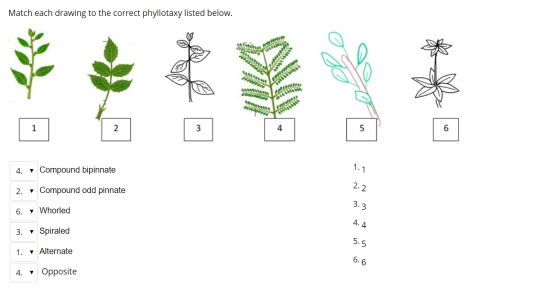Match each drawing to the correct phyllotaxy listed below. TODOS 4. • Compound bipinnate 2. , Compound odd pinnate 6. • Whorl