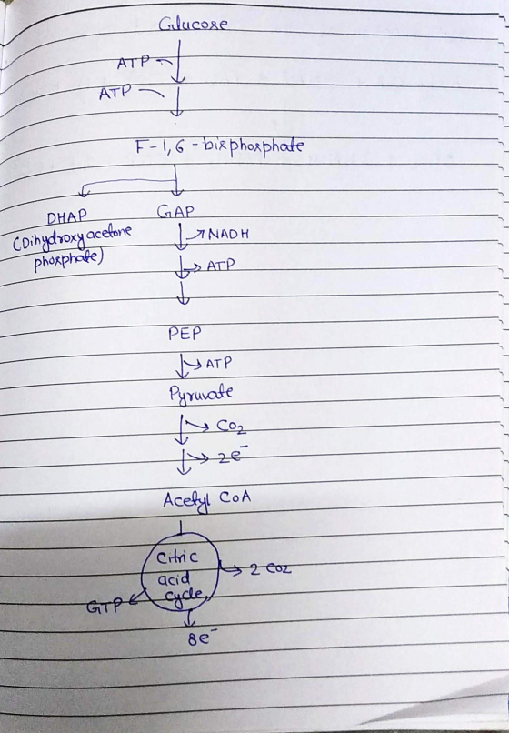 Glucose АТР ATP - F-1, 6-bie phosphate DHAP (Dihydroxy acetone GAP LTNADH phosphate) ATP PEP LYAT Pyruvate | Co, 12e Acetyl C