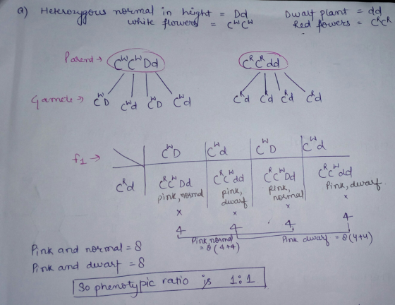 whi te Dwat plantdd R IN 4- Pink and nermal - S Pink amd dwast - 8 So phemotypic rato 1 A