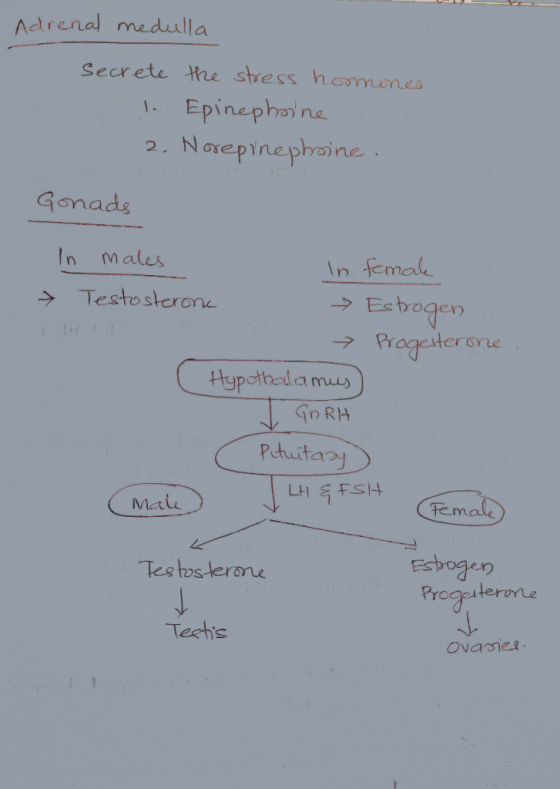 Adrenal medulla secrete the stress homines 1. Epinephrine 2. Norepinephrine. Gonads In males In femak > Testosterone → Estrog
