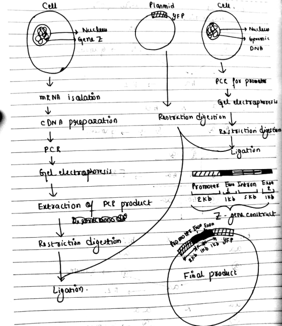 Planmid Cell Ceu Nuuuo Nucls ONA 1J РCе for proacie mR NA isalaton Ruststion on рчароаанiая c DN A siition digstuo garin PCR