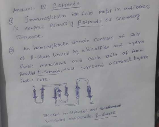 Answer:- B) ß strands 0 Immunoglobulin ish fold motif in antibodig is composed primarily B strands of secondery Structure. An
