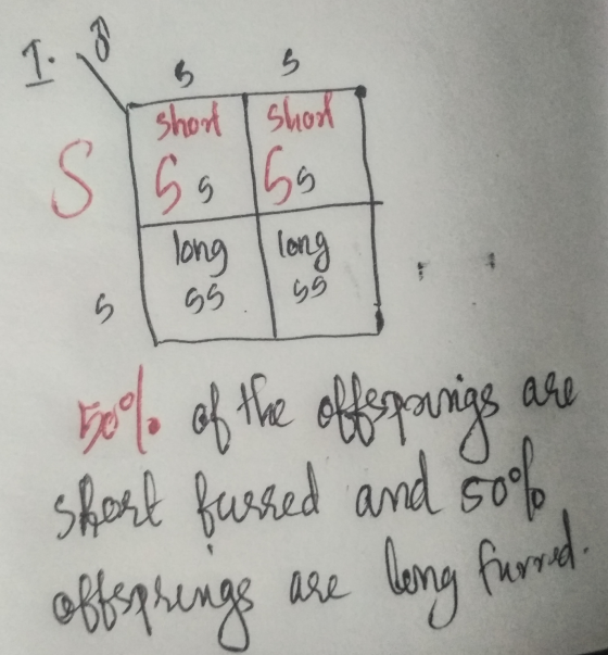 5 shoot shool Slobo 50% of the offsprings are short furred and sof, offsprings are long furred