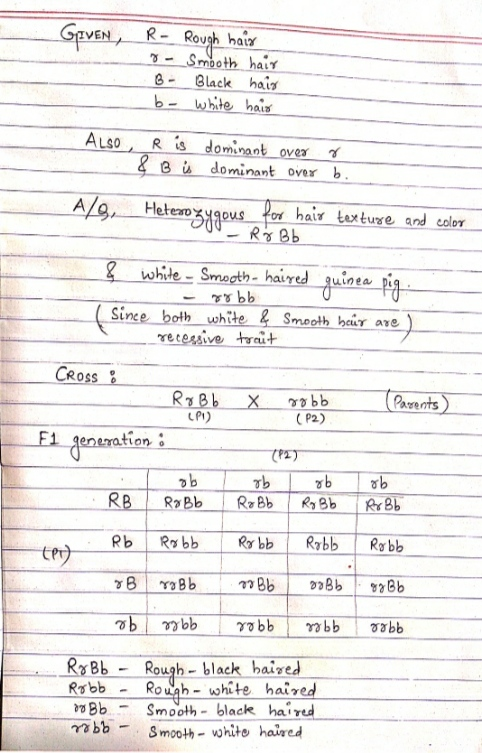 GIVEN R- Rough hair - Smooth hair B- Black hair b- white hair ALSO R is dominant over r & Bis dominant over b. A/S, Heterozyg