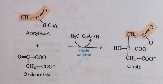 CH2 - 0 S-CoA Acetyl-CoA H2O COA-SH + → citrate synthase CH HO-¢-C00- CH2-C00 Citrate O=c-C00 CH2-C0o- Oxaloacetate