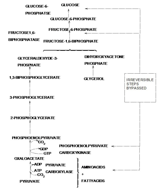 GLUCOSE-6 GLUCOSE PHOSPHATSE GLUCOSE 6 PHOSPHATE FRUCTOSE 6-PHOSPHATE FRUCTOSE1,6- BIPHOSPHATASE FRUCTOSE-1,6-BIPHOSPHATE GLY