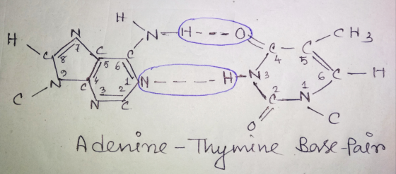 N NH--- Q N- 14-- C C ó 5 6 H-N 3 Pa 2_EN 103N ---- H N3 4 &_N 5 Ne GO Adenine - Thymine Borse fair