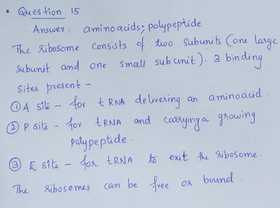 o Question 15 Answer: amino acids, polypeptide The ribosome consists of two subunits (one large Subunit and one small subunit