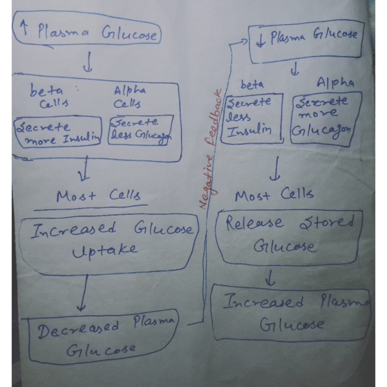 (^ Plasma Glucose & Plasma Glucose beta : Alpha Cells Becrete (less Glucagoh feedback beta Becrete less O Alpha Berrete more